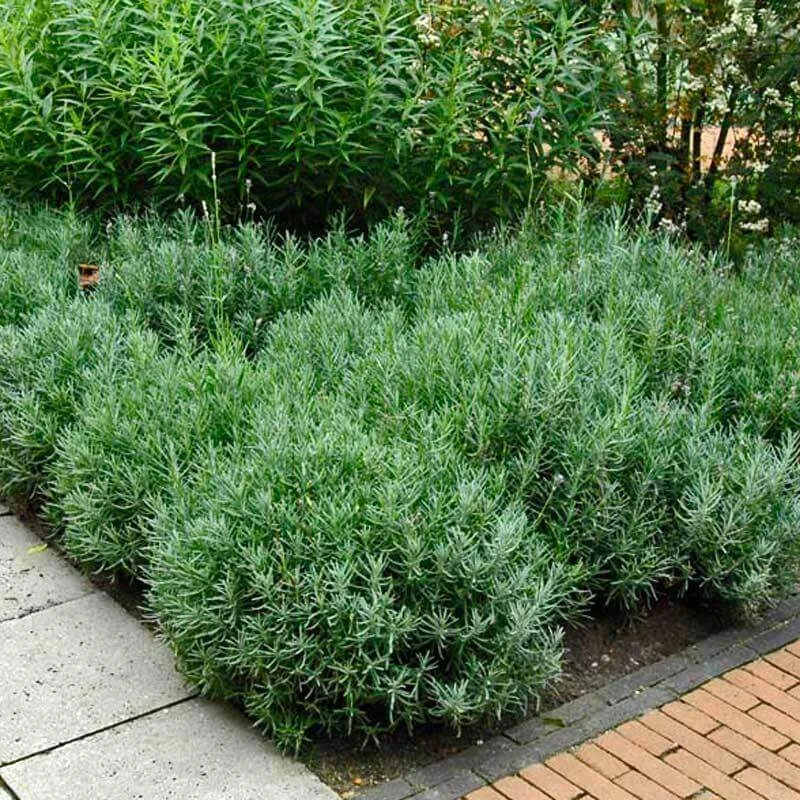 'Hidcote' Lavender 6 'Hidcote' Lavender - Image 6