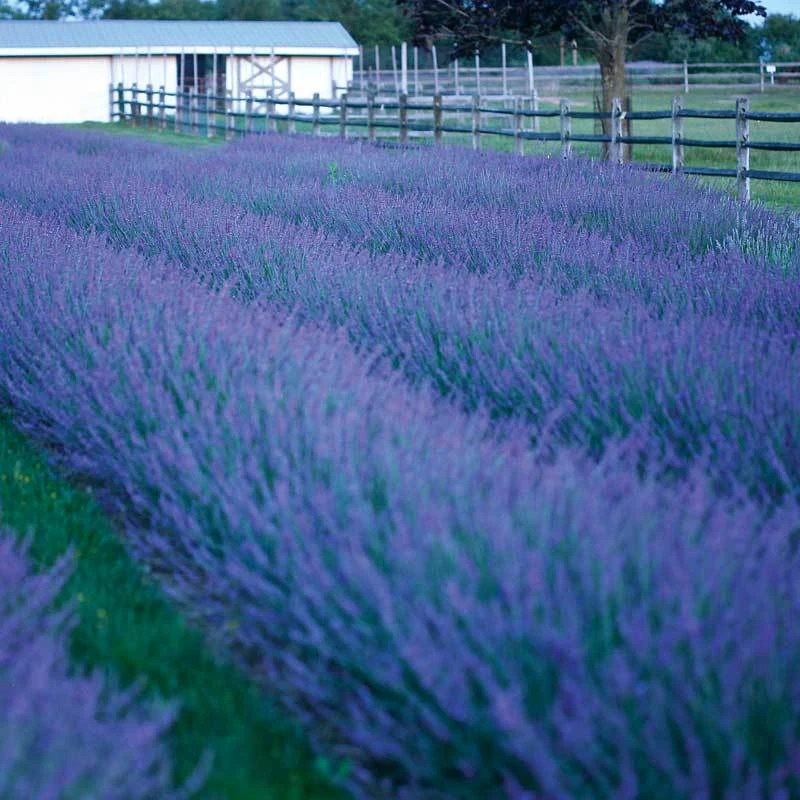 Phenomenal® Lavender 2 Phenomenal® Lavender - Image 2