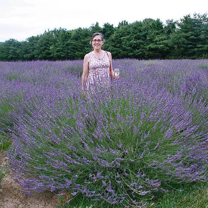 Phenomenal® Lavender 3 Phenomenal® Lavender - Image 3