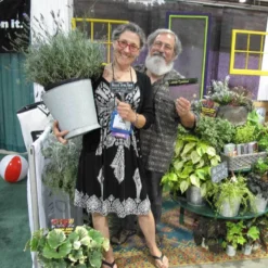 Phenomenal® Lavender 11 Phenomenal® Lavender -Great Garden Plants Shop lavender phenomenal 3