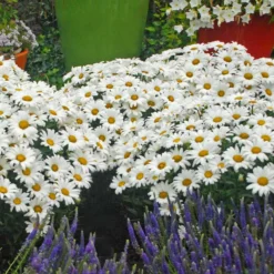 Mother's Day Collection -Great Garden Plants Shop leucanthemum daisy may shasta daisy 2