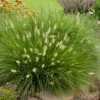 'Little Bunny' Fountain Grass