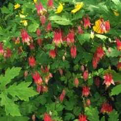 'Little Lanterns' Columbine 5 'Little Lanterns' Columbine -Great Garden Plants Shop little lantern aquilegia
