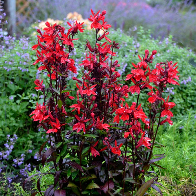 'Vulcan Red' Cardinal Flower 1 'Vulcan Red' Cardinal Flower