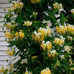 'Scentsation' Honeysuckle Vine