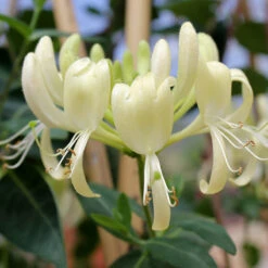 'Scentsation' Honeysuckle Vine -Great Garden Plants Shop lonicera scentsation honeysuckle 4