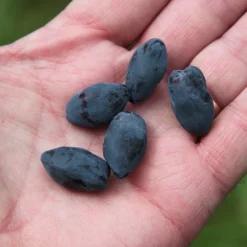 Yezberry Honey Bunch® Japanese Haskap -Great Garden Plants Shop lonicera yezberry honey bunch 3 P