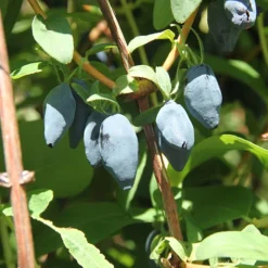 Yezberry® Maxie™ Japanese Haskap -Great Garden Plants Shop lonicera yezberry maxie 3 P