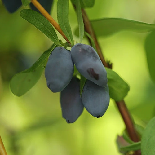 Yezberry® Solo™ Japanese Haskap 1 Yezberry® Solo™ Japanese Haskap