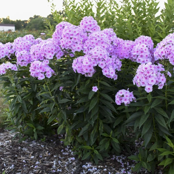 Luminary™ 'Opalescence' Phlox 2 Luminary™ 'Opalescence' Phlox - Image 2
