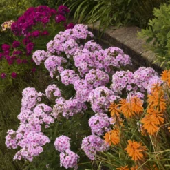 Luminary™ 'Opalescence' Phlox 7 Luminary™ 'Opalescence' Phlox -Great Garden Plants Shop luminary opalescence phlox 3