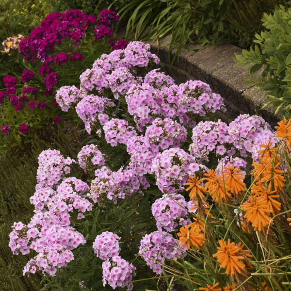 Luminary™ 'Opalescence' Phlox 3 Luminary™ 'Opalescence' Phlox - Image 3