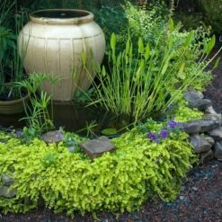 Yellow Creeping Jenny -Great Garden Plants Shop lysimachia aurea creeping jenny 3