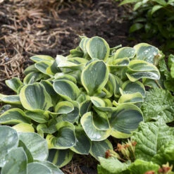 'Mighty Mouse' Hosta -Great Garden Plants Shop mighty mouse hosta 2