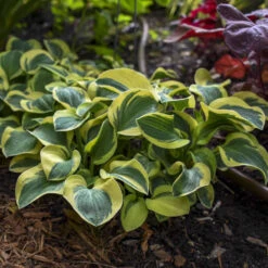 'Mighty Mouse' Hosta -Great Garden Plants Shop mighty mouse hosta 3