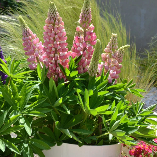Mini Gallery™ Pink Bicolor Lupine 2 Mini Gallery™ Pink Bicolor Lupine - Image 2