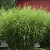 'Zebrinus' Maiden Grass
