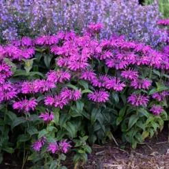 'Leading Lady Plum' Bee Balm