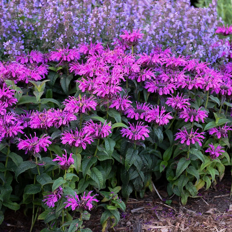 'Leading Lady Plum' Bee Balm 1 'Leading Lady Plum' Bee Balm