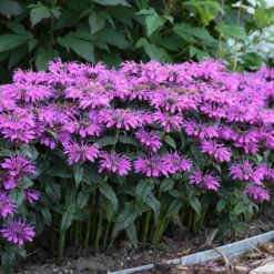 'Leading Lady Plum' Bee Balm 7 'Leading Lady Plum' Bee Balm -Great Garden Plants Shop monarda leading lady plum 3