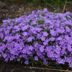 Mountainside™ 'Crater Lake' Phlox -Great Garden Plants Shop mountainside crater lake phlox 3