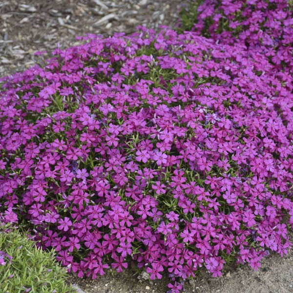 Mountainside™ 'Majestic Magenta' Phlox 2 Mountainside™ 'Majestic Magenta' Phlox - Image 2