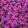 Mountainside™ 'Majestic Magenta' Phlox