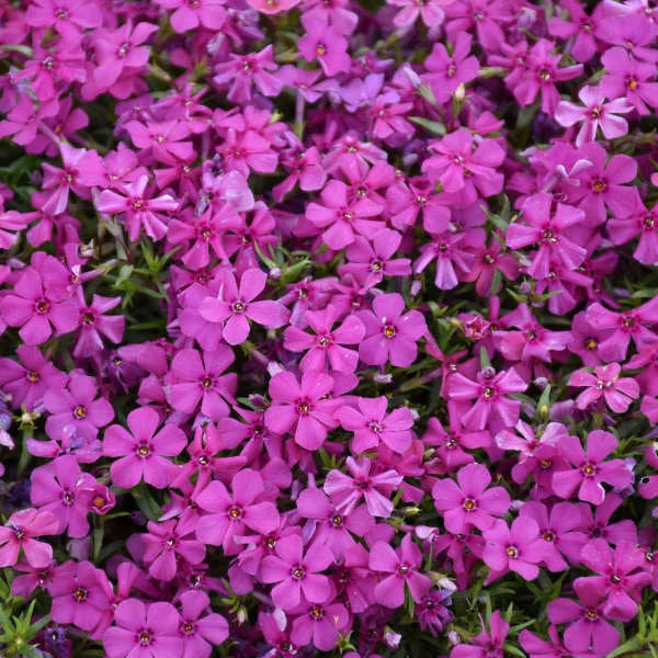 Mountainside™ 'Majestic Magenta' Phlox 1 Mountainside™ 'Majestic Magenta' Phlox