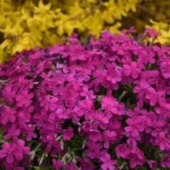 Mountainside™ 'Majestic Magenta' Phlox 5 Mountainside™ 'Majestic Magenta' Phlox -Great Garden Plants Shop mountainside majestic magenta phlox 3