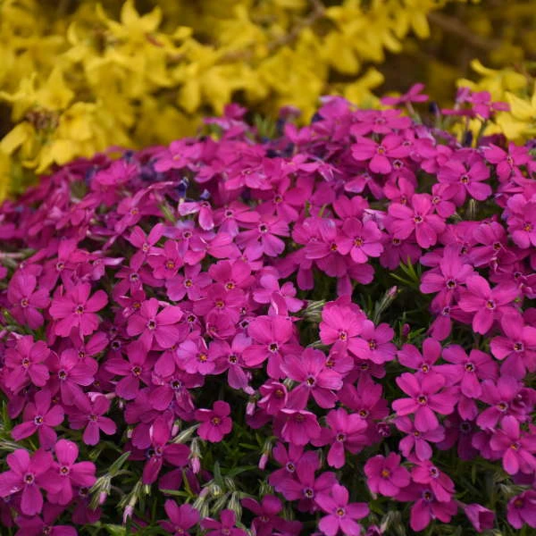Mountainside™ 'Majestic Magenta' Phlox 3 Mountainside™ 'Majestic Magenta' Phlox - Image 3