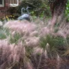 Pink Muhly Grass