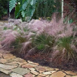 Pink Muhly Grass -Great Garden Plants Shop muhlenbergia capillars pink muhly grass 3 sw