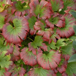 Red-Leafed Mukdenia -Great Garden Plants Shop mukdenia rossii karasuba 2