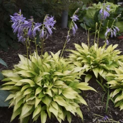 'Munchkin Fire' Hosta -Great Garden Plants Shop munchkin fire hosta 4