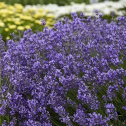 Munstead Lavender -Great Garden Plants Shop munstead lavender perennial