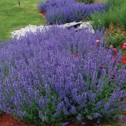 Drought Resistant+ Long Blooming Collection -Great Garden Plants Shop nepeta walkers low catmint 1 82af1ac4 82ee 48eb a54e 6ba5dd40a07d