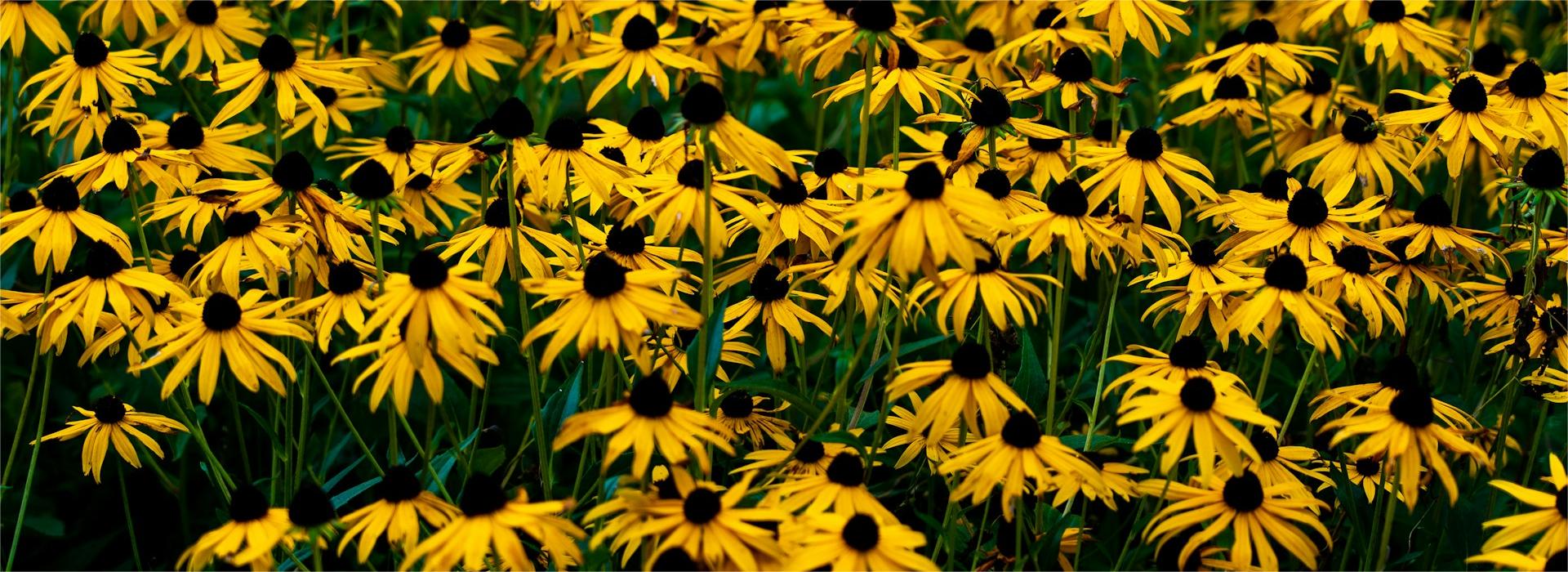 Great Garden Plants Shop 1 Great Garden Plants Shop -Great Garden Plants Shop nick fewings 7TeZllKn4MM unsplash