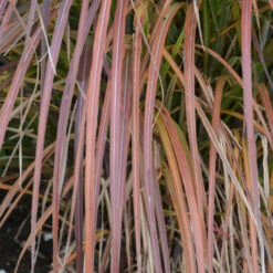 'Oktoberfest' Maiden Grass -Great Garden Plants Shop oktoberfest miscanthus 3