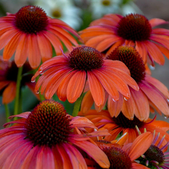 Color Coded™ 'Orange You Awesome' Coneflower 2 Color Coded™ 'Orange You Awesome' Coneflower - Image 2