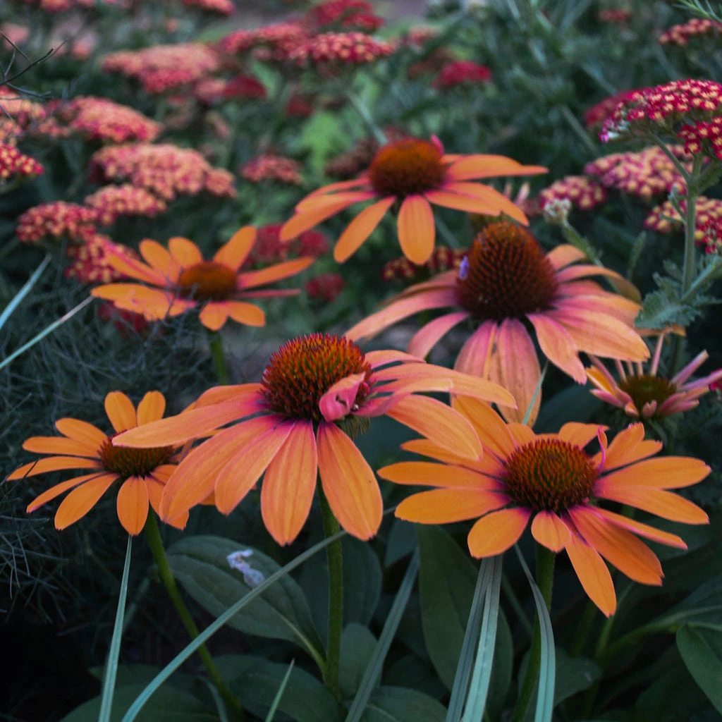 Color Coded™ 'Orange You Awesome' Coneflower 4 Color Coded™ 'Orange You Awesome' Coneflower - Image 4