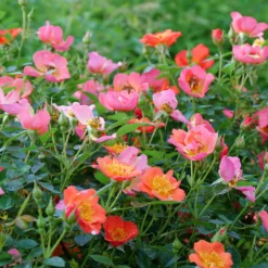 Oso Easy® Hot Paprika® Rose -Great Garden Plants Shop oso easy hot paprika rose 10