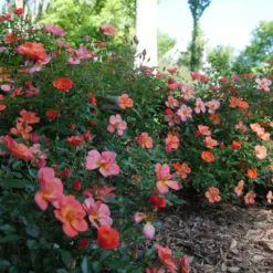 Oso Easy® Hot Paprika® Rose -Great Garden Plants Shop oso easy hot paprika rose 11