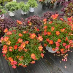 Oso Easy® Hot Paprika® Rose -Great Garden Plants Shop oso easy hot paprika rose 4 scaled