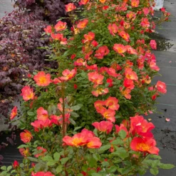 Oso Easy® Hot Paprika® Rose -Great Garden Plants Shop oso easy hot paprika rose 5 scaled