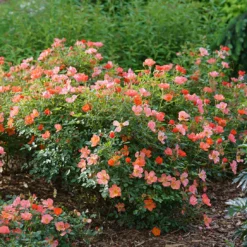 Oso Easy® Hot Paprika® Rose -Great Garden Plants Shop oso easy hot paprika rose 6