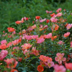 Oso Easy® Hot Paprika® Rose -Great Garden Plants Shop oso easy hot paprika rose 7