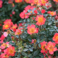 Oso Easy® Hot Paprika® Rose -Great Garden Plants Shop oso easy hot paprika rose 9 scaled