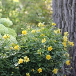 Oso Easy Lemon Zest® Rose -Great Garden Plants Shop oso easy lemon zest rose 6 scaled