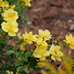 Oso Easy Lemon Zest® Rose -Great Garden Plants Shop oso easy lemon zest rose 7