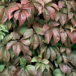Red Wall® Virginia Creeper -Great Garden Plants Shop parthenocissus red wall virginia creeper 3